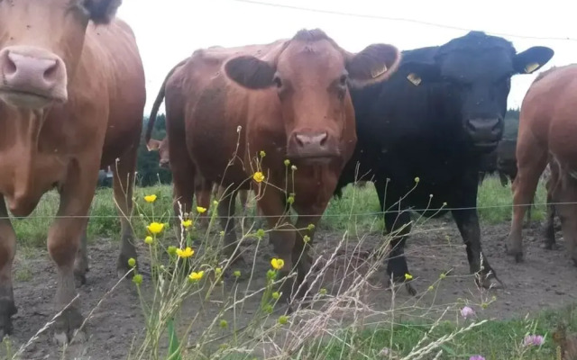 Richter Comfortable Holiday Residence