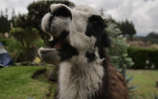 Rondador Cotopaxi