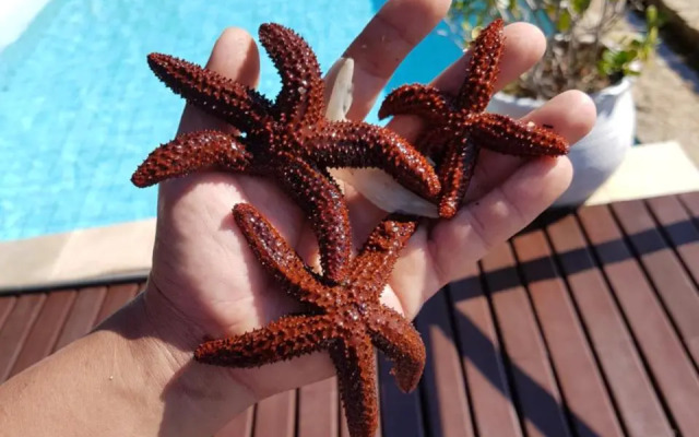 Pousada Costa do Sapê