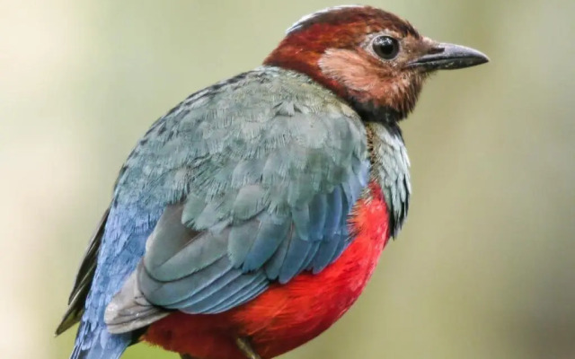 Tangkoko Jungle Homestay By OYO