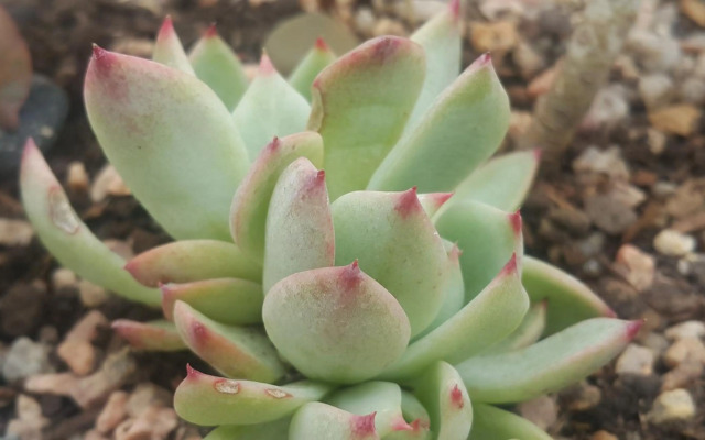 Triplex con terraza única a 50 mts del mar