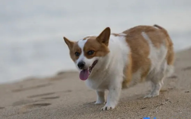 Su said sea view beauty hotel (Tianya Haijiao Branch)