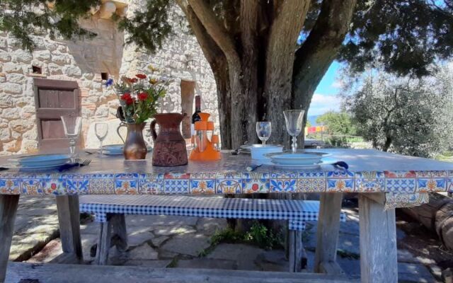 Mimosa - Borgo la Civitella