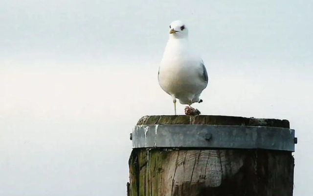 "luv" in House Smaswai 10