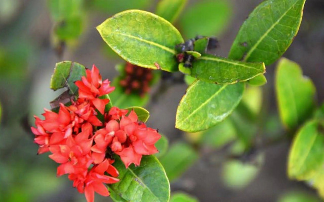 Garden Aroma Homestay Hoi An