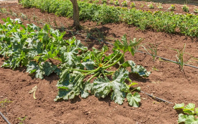 Trullo del Mandarino con piscina