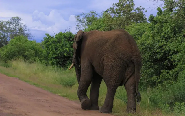 Virunga House