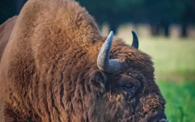 Białowieskie Sioło