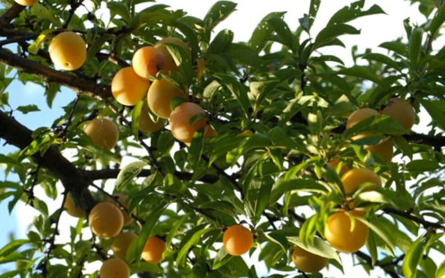 Agriturismo Bellosguardo