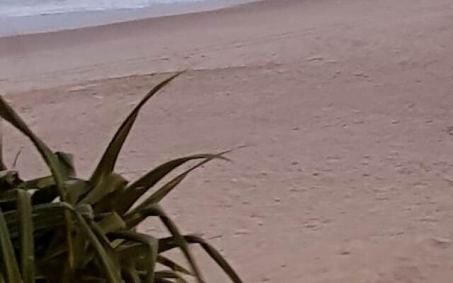 The Dunes Cotton Tree
