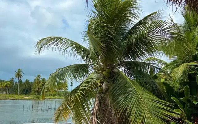 Paradiso Tropical