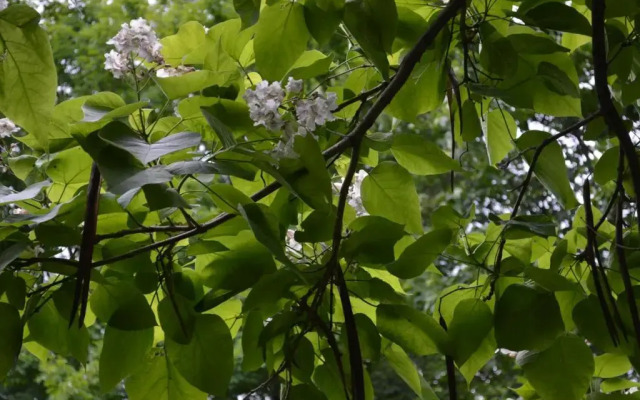 B&B La Maison Collins Éco-Gîte