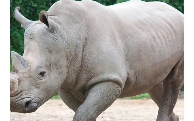 The Rhinos 1