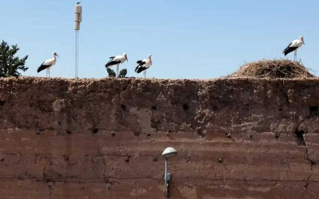Stork Marrakech luxury Hostel