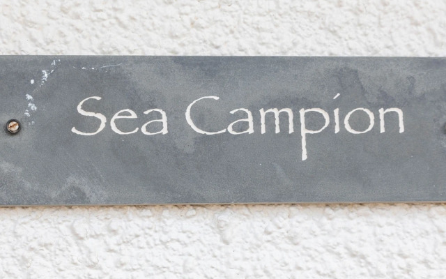 Sea Campion