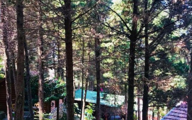 Agva Orman Evleri Forest Lodge