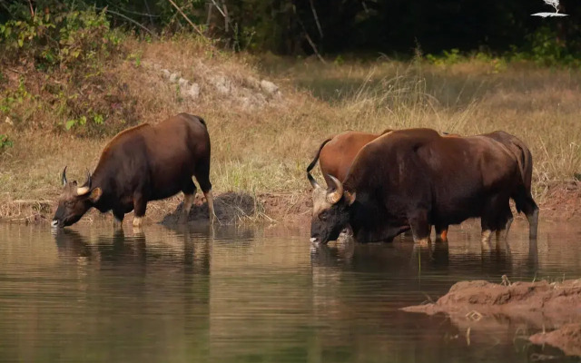 Red Earth Tadoba
