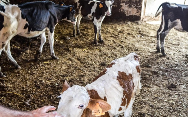 Trulli sul vignale in Masseria Santalachicca