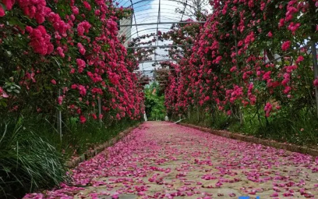 Heqing Gewu Homestay