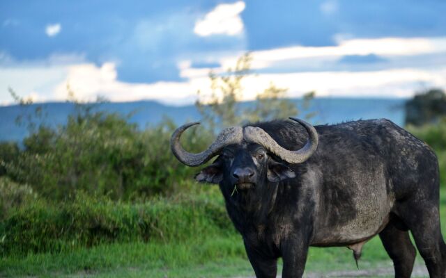 Basecamp Masai Mara