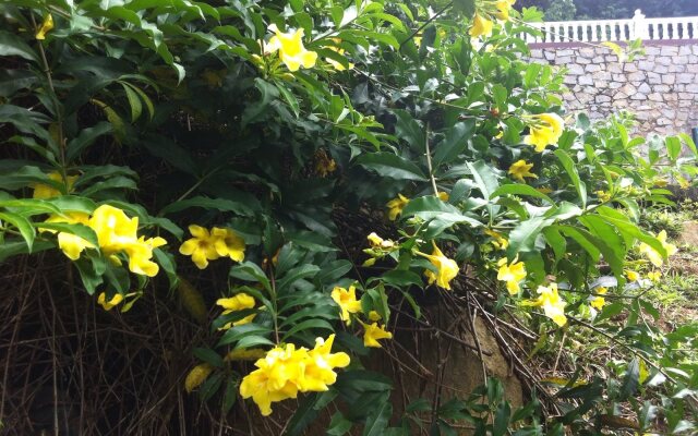 Seychelles Yellow Petals