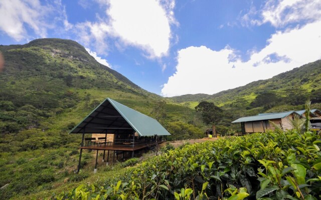 Wild Glamping Knuckles