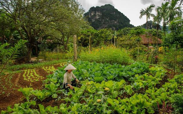 Tam Coc Garden