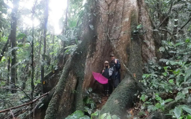 Huella Verde Rainforest Lodge