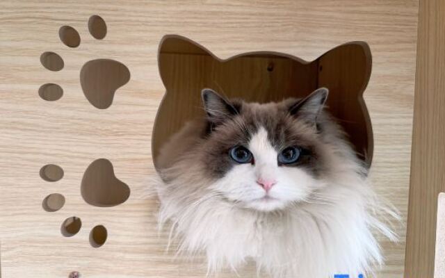 Three Cats Inn