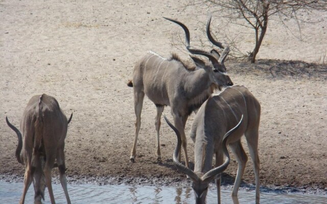 Dinaka Safari Lodge