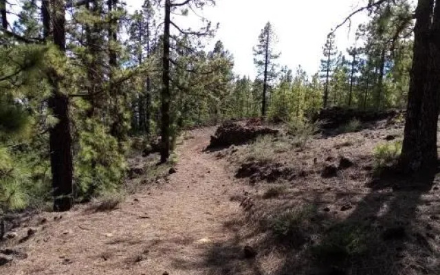 Ziggy's Mountain Retreat