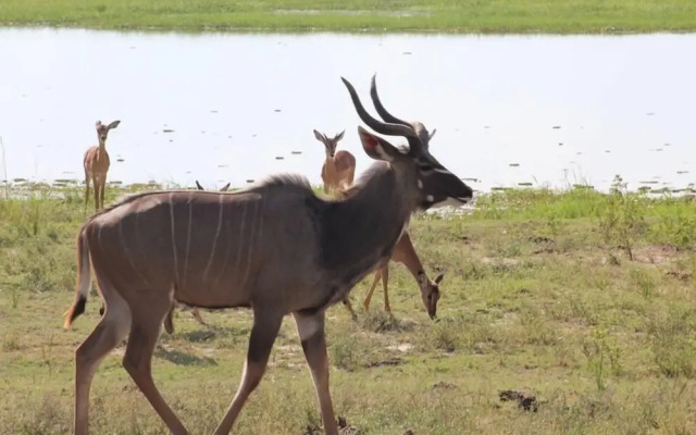 Sandpiper Villas Chobe