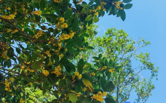 osmanthus tree resort & spa