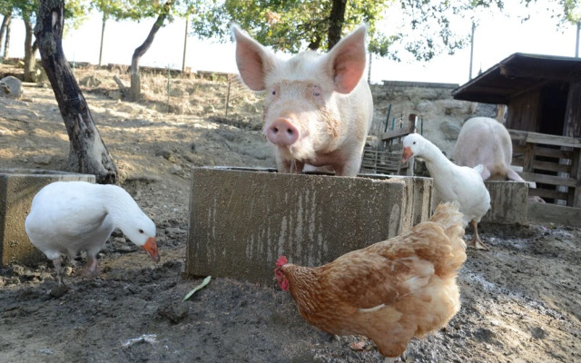 La Querciolana - Agriturismo