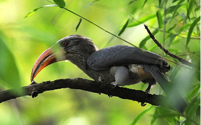 Vythiri Resort