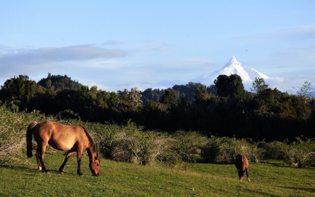 Yurt in Puyehue with Volcano Views