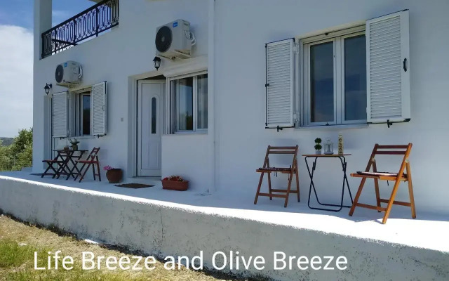 Olive Breeze