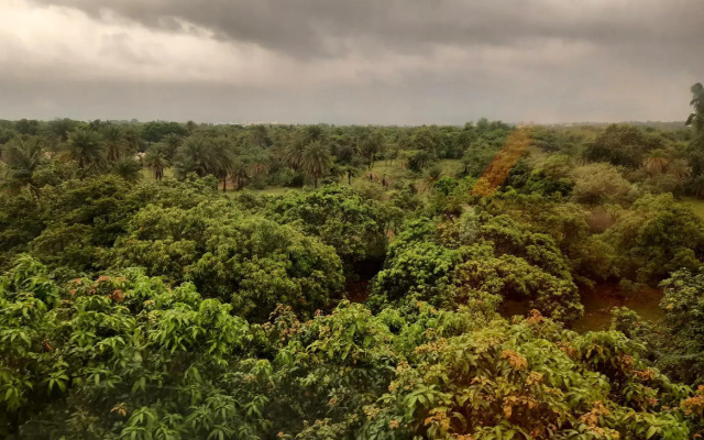 The Palm View