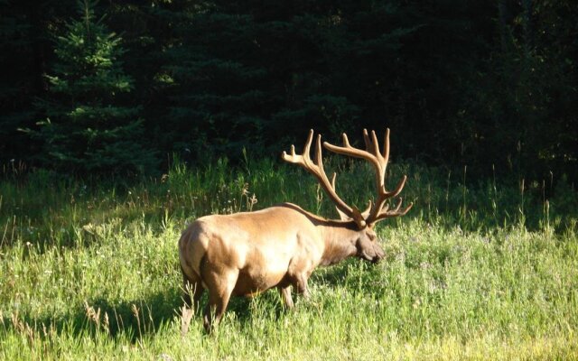 TimberWolf Lodge B&B