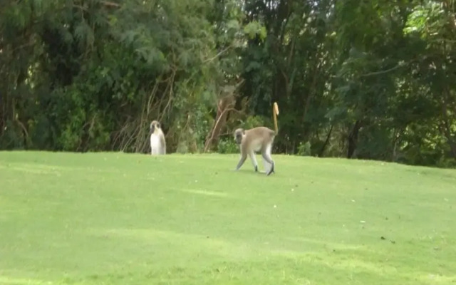 Paradise BDS - 3 B R Golf Villa at Rwml
