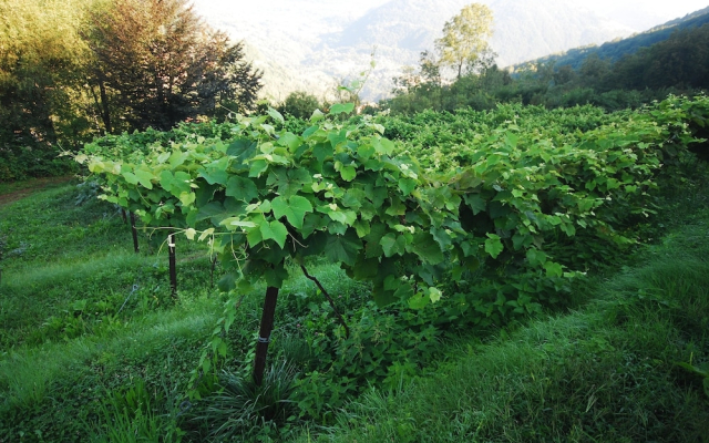 Agriturismo Al Marnich