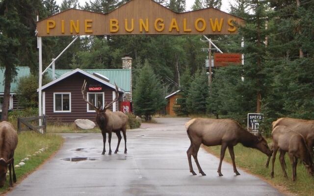 Pine Bungalows