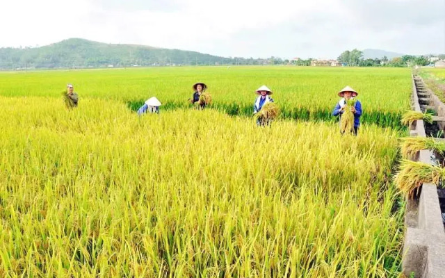Rice River Villa - Hoi An