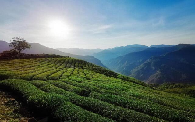 Alishan Tea Homestay
