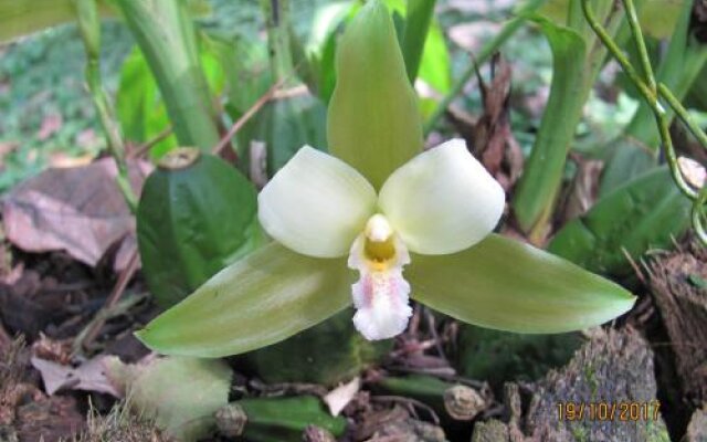 Orquideas del Tolima
