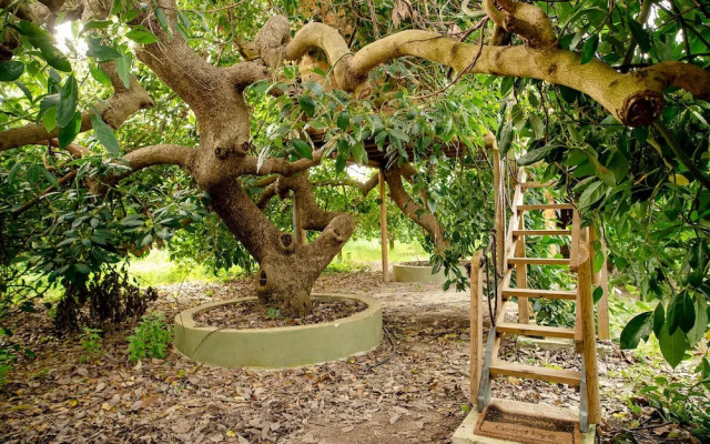 Orangia Ecohosting Farm