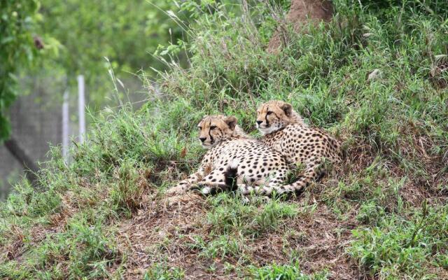 Vuyani Safari Lodge