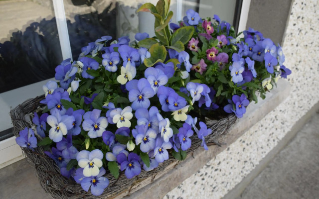 Orchardgrove apartment