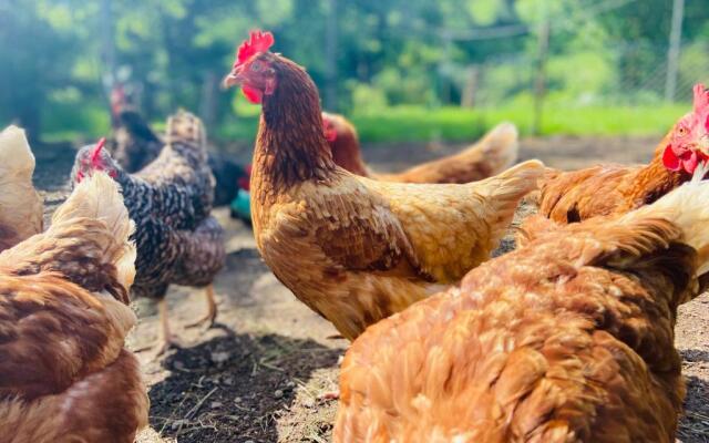 Ferienhof Alte Wildmeisterei - Fewo Gartenblick