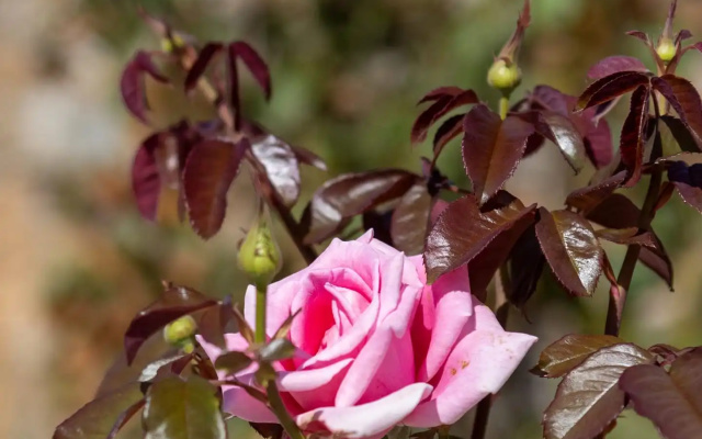 Villa Rose Garden